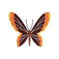 Exotic color butterfly. Hand drawn moth wings or insect. Cartoon tropical animal. Isolated vector icon Royalty Free Stock Photo