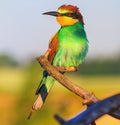Exotic colored bird is warm in the rays of the summer sun Royalty Free Stock Photo