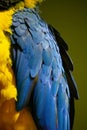 Exotic colorful African macaw parrot