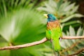 Exotic colorful bird sitting on a branch