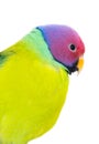 The exotic colorful birds