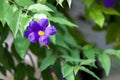 Exotic colorful flowers on the bush with a lot of green leaves Royalty Free Stock Photo