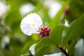 Exotic colorful flowers on the bush with a lot of green leaves Royalty Free Stock Photo