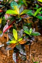 Exotic colorful jungle leaves. Tropical croton `mrs iceton` in botanical garden. Royalty Free Stock Photo