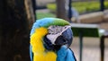 Exotic Colorful Macaw giving Attitude in its Santuary