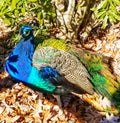 Exotic colorful Peacock