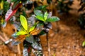 Exotic colorful plant leaves. Tropical croton `mrs iceton` in botanical garden. Royalty Free Stock Photo