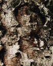 exotic conifer bark