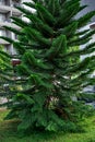 Exotic conifer tree of Norfolk Island pine growing on the street in Alanya Turkey. Tropical evergreen plant with symmetrical