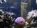 Exotic corals at Fish aquarium in Townsville, Queensland