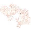 Exotic cockatoo parrot pink Inca. vector illustration