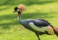Exotic crowned crane with a long, colorful plume perches on the lush green grass of a meadow