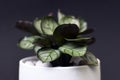 Exotic `Ctenanthe Burle Marxii Amagris` plant in white pot on black background