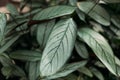 Exotic Ctenanthe Setosa Grey Star plant leaves with silver hue and dark leaf veins. Beauty in tropical nature, banner