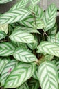 Exotic Ctenanthe Setosa Grey Star plant leaves with silver hue and dark leaf veins. Vertical photography Royalty Free Stock Photo