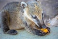 Exotic and cute Coati Raccoon in Iguazu Park, Argentina, border with Brazil
