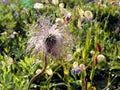 Exotic dandelion-like flower amid a highland meadow