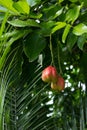 Exotic and dangerous fruit of AKEE (Blighia sapida)