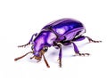 Exotic darkling beetle from Madagscar Royalty Free Stock Photo