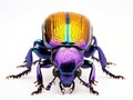 Exotic darkling beetle from Madagscar