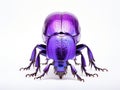 Exotic darkling beetle from Madagscar Royalty Free Stock Photo
