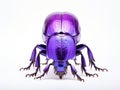 Exotic darkling beetle from Madagscar