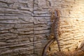 Baby of bearded agama dragon is hanging on stone wall in his terrarium, closeup.