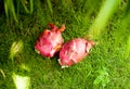 Exotic dragon fruit on the grass topview outdoors Royalty Free Stock Photo