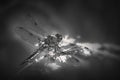 Exotic dragonfly bw