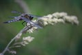 Exotic dragonfly