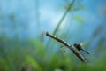 Exotic dragonfly sitting on branch near pond in garden, TRrinidad and Tobago, exotic adventure in Caribbean , dragonfly resting