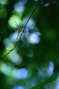 Exotic dragonfly sitting on plant in tropical rain forest in Costa Rica, exotic adventure, dragonfly resting in jungle