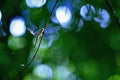 Exotic dragonfly sitting on plant in tropical rain forest in Costa Rica, exotic adventure, dragonfly resting in jungle