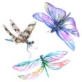 Exotic dragonfly wild insect. Watercolor background illustration set. Isolated dragonfly illustration element.