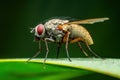 Exotic Drosophila Fly Diptera Parasite Insect Royalty Free Stock Photo