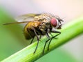 Exotic Drosophila Fruit Fly Diptera Insect on Plant Royalty Free Stock Photo