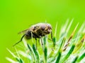 Exotic Drosophila Fruit Fly Diptera Insect on Spike Plant