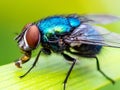 Exotic Drosophila Fruit Fly Diptera Parasite Insect on Plant Leaf Macro Royalty Free Stock Photo