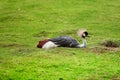 Exotic duck is relaxing on the grass Royalty Free Stock Photo