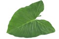 Exotic edible plant leaf Xanthosoma sagittifolium called taioba in Brazil