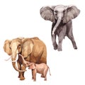 Exotic elephant wild animal in a watercolor style isolated.