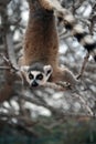 Exotic endangered animal hanging upside down - Lem Royalty Free Stock Photo