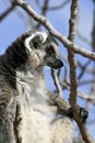 Exotic endangered animal - Lemur Royalty Free Stock Photo