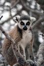 Exotic endangered animal - Lemur Royalty Free Stock Photo