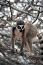 Exotic endangered animal - Lemur Royalty Free Stock Photo