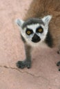 Exotic endangered animal - Lemur Royalty Free Stock Photo