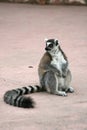 Exotic endangered animal - Lemur Royalty Free Stock Photo