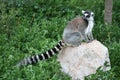 Exotic endangered animal - Lemur Royalty Free Stock Photo