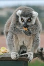 Exotic endangered animal - Lemur lunch time Royalty Free Stock Photo