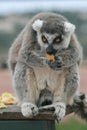 Exotic endangered animal - Lemur lunch time